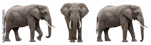 Canvas Print African elephant isolated on transparent background