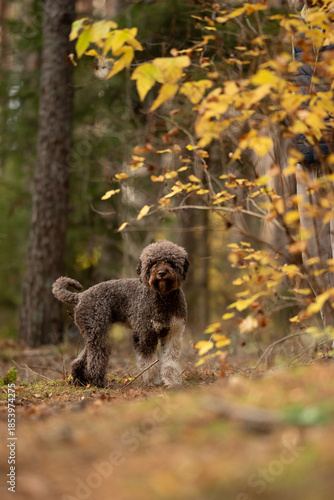 Wallpaper Mural A Lagotto Romagnolo dog with brown curly fur stands on fallen leaves in the forest. The trees have yellow foliage, indicating it's Autumn. The dog is alert and looking forward Torontodigital.ca