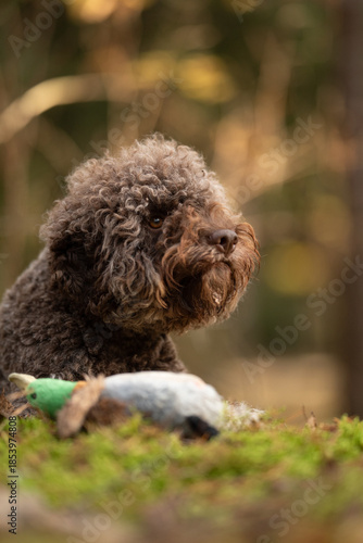 Wallpaper Mural A brown Lagotto Romagnolo rests on moss with its duck toy. The dog is looking away from the toy, alert in a forest setting during daytime Torontodigital.ca