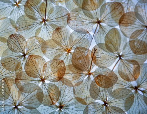 Wallpaper Mural Close-up of translucent dried hydrangea petals flower Torontodigital.ca