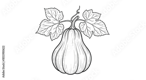 A detailed hand-drawn black and white line art illustration of a butternut squash with leaves and a vine in a classic engraving style.