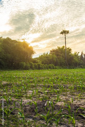 corn field agriculture in Thailand