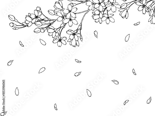 花びら散る桜の線画イラスト