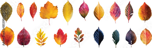 vector set of autumn leaves