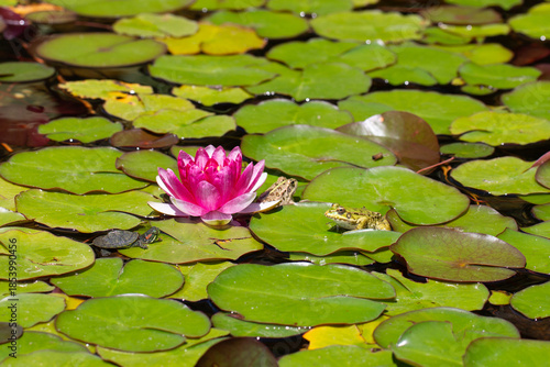 Red water lilies and frog in the pond. Southern Cultures Park in Adler (Sochi).