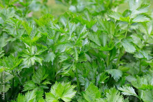 Celery or Apium graveolens growing on the pot in the garden.