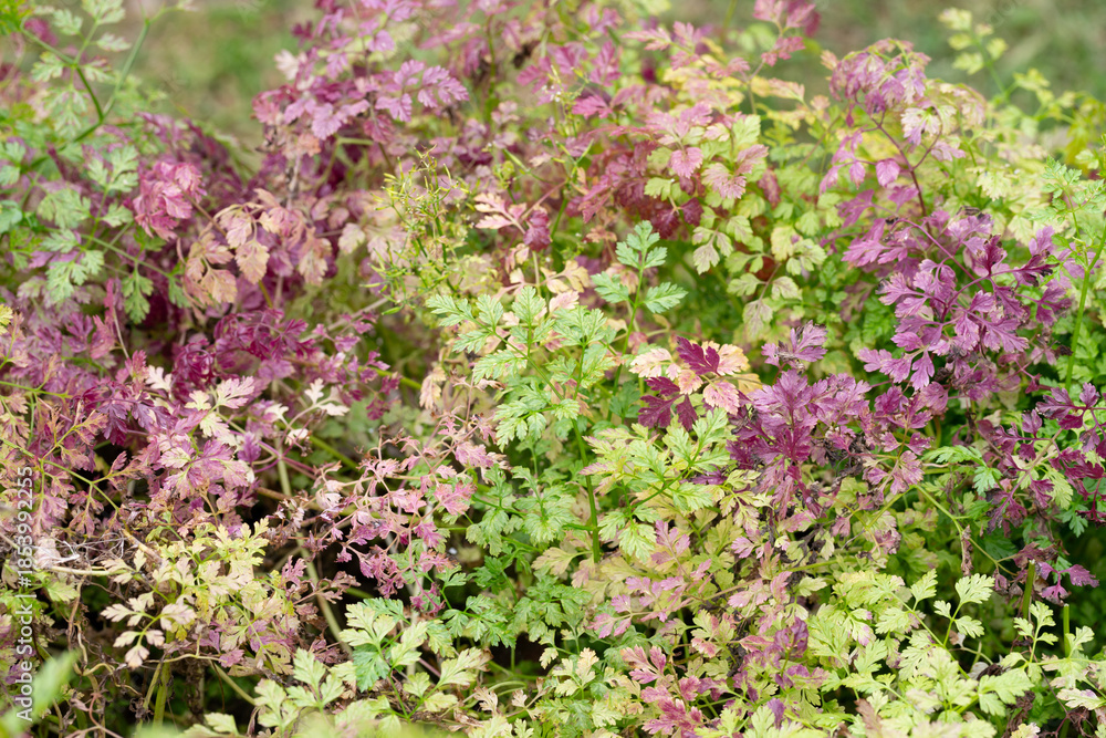 Fototapeta premium Chervil (Anthriscus cerefolium), beautifully growing chervil in spring time. Background made of colorful leaves of a medicinal plant. Green foliage. Close up view.