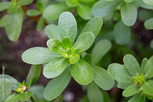 Portulaca oleracea (common purslane, verdolaga, pursley) in field. It is used as traditional Chinese medical herbal, which has cooling and detoxification effect.