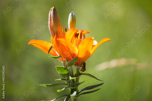 The fire lily, Lilium bulbiferum, has some insect visitors.