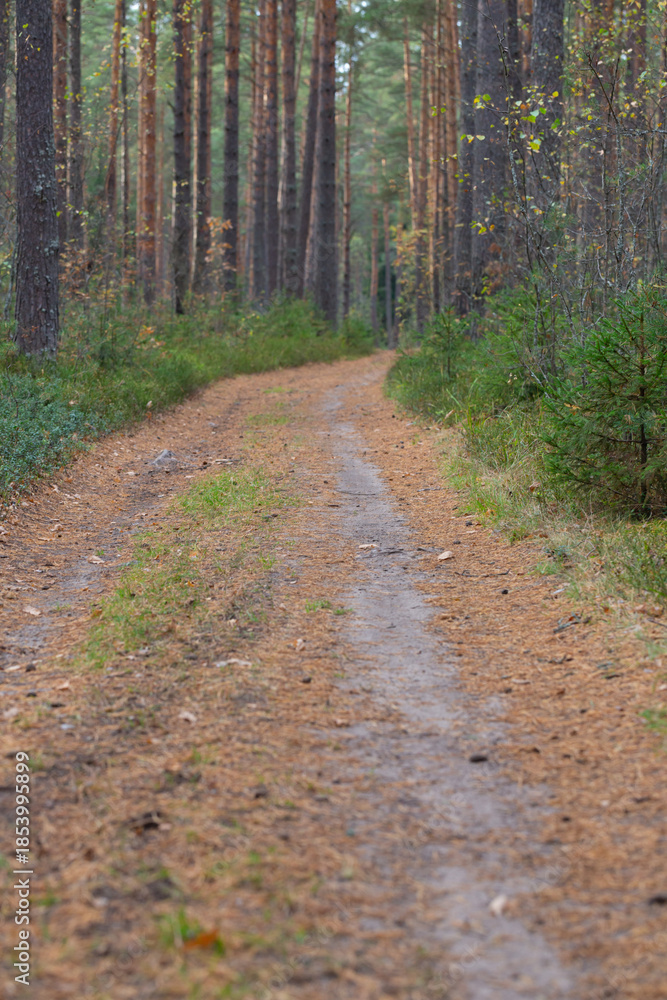 Fototapeta premium A walking trail in an autumn forest in October. The bright yellow leaves are illuminated by the sunlight. Autumn background