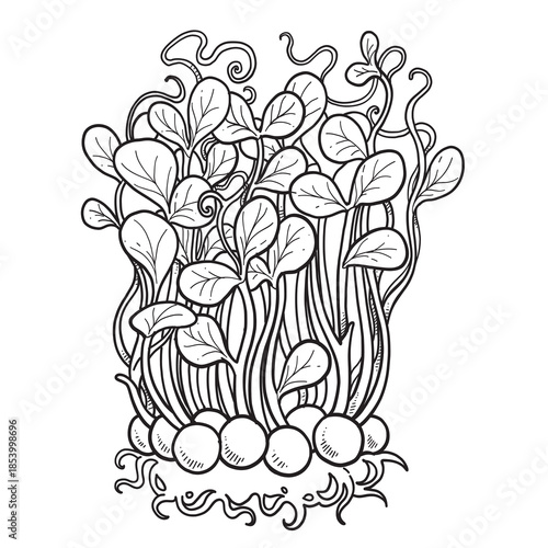 Sprouted microgreens pea sprouts with roots linear drawing on white background