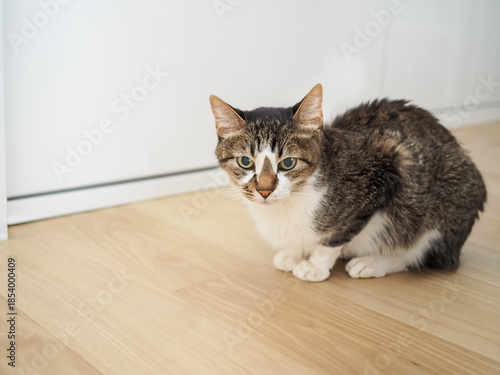 キッチンの床の上の猫