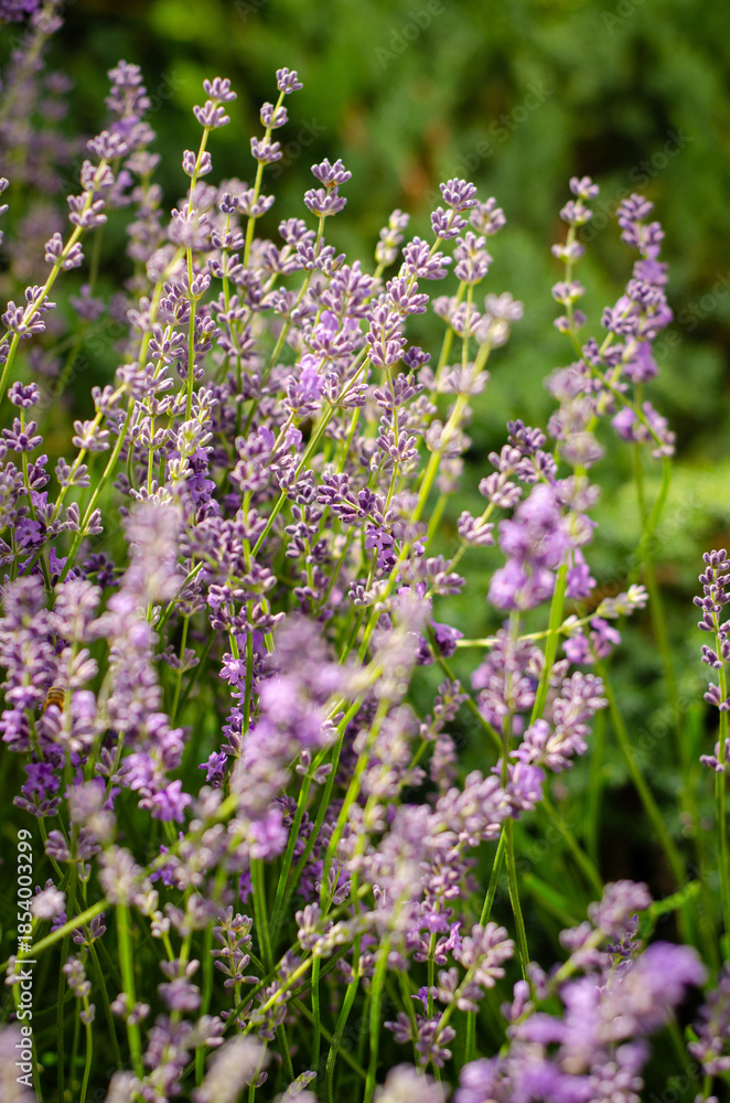 Naklejka premium purple flowers in the garden