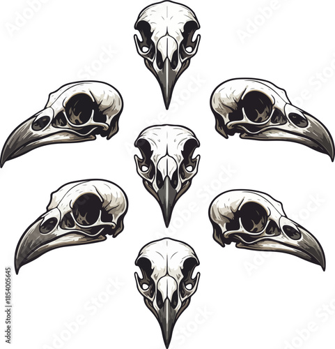Bird Skull Collection – 8 Styles Vector Illustration
