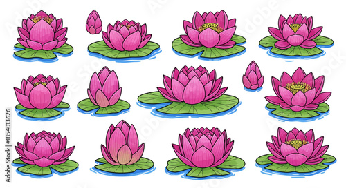Collection of vibrant pink water lily flowers blooming on green lily pads floating on blue water