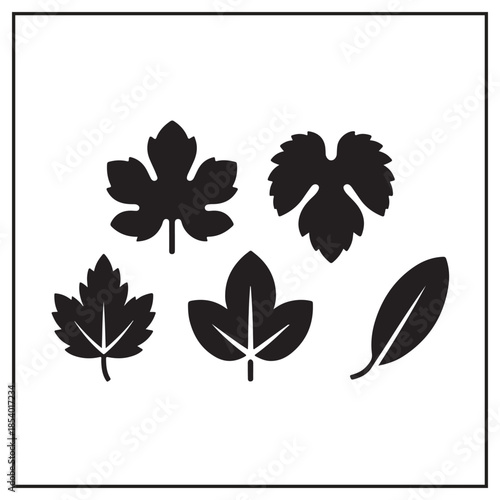 Elegant Wine & Harvest Collection