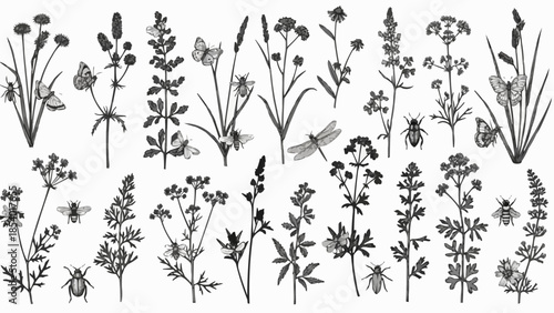 Collection of Various Black and White Wildflowers.