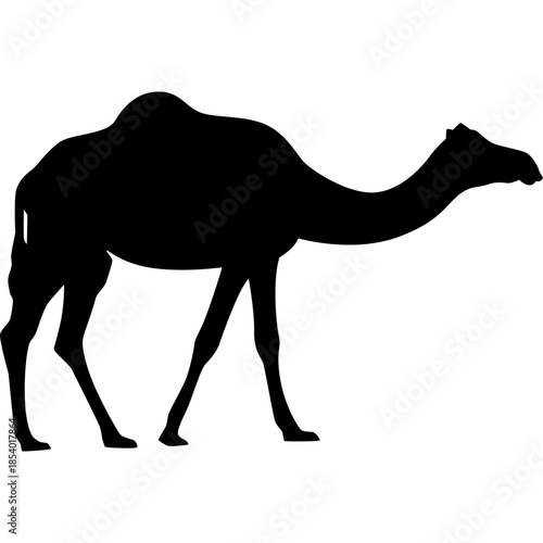 Silhouette Camel Illustration