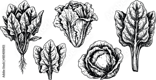 Detailed black and white illustrations of various leafy greens and vegetables