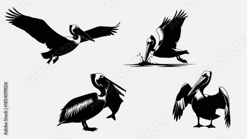 Black Pelican Silhouette Vector Showing Soaring Plunging Catching and Perched Fishing Poses