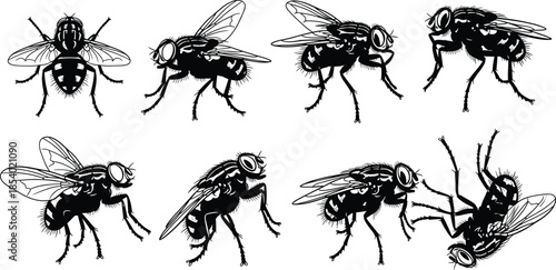 Black and white housefly insect vector set with different angles and poses in detailed hand drawn style