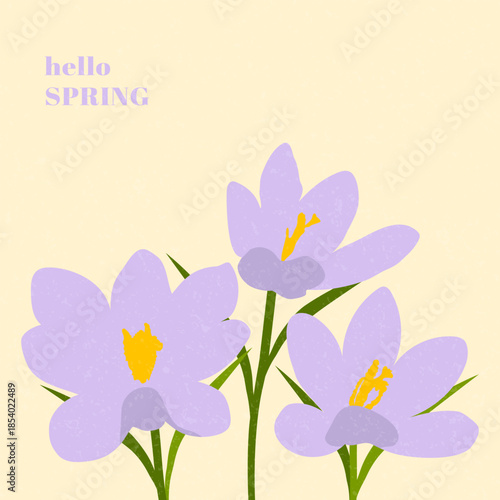 Hello Spring. Hand drawn card with crocuses for decoration spring times, Mothers Day, Easter. Spring poster with crocuses. Concept of trendy spring cover.