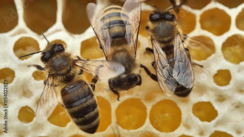 Bees build a queen cell for the development of the larva of the future queen bee. 