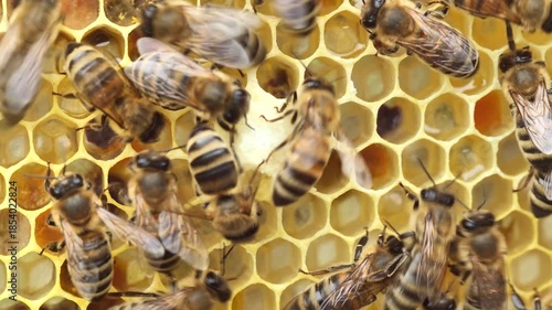 Bees build a queen cell for the development of the larva of the future queen bee. 