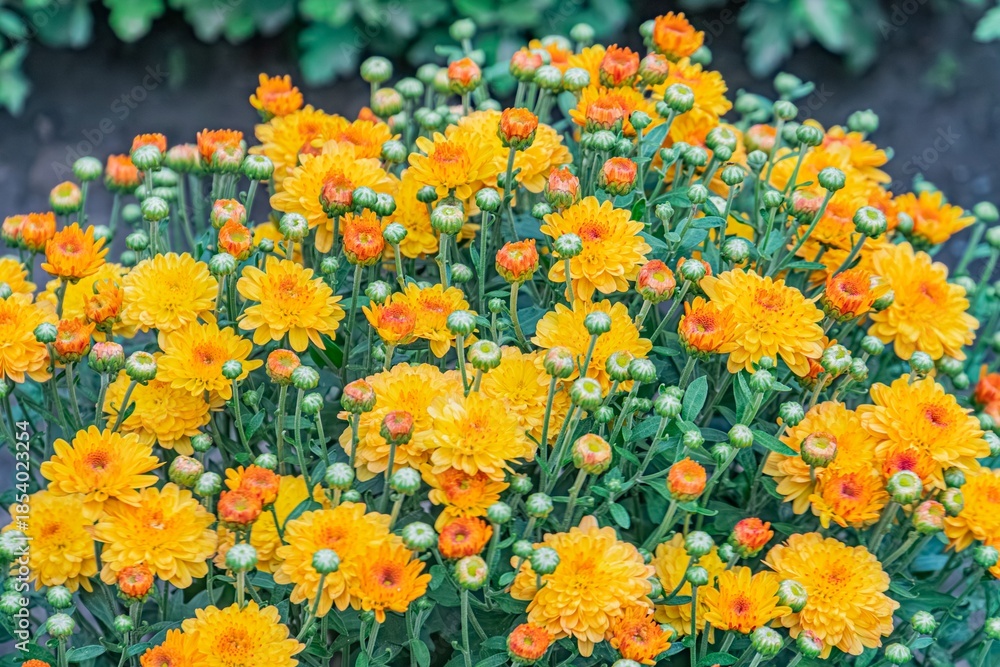 Obraz premium Close-up view of a naturalistic, outdoor sunflower bouquet with warm yellows and hints of orange or red Blurred background suggests garden bed No texts or visible human intervention