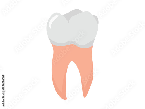 Human Tooth Lingual Anatomy Illustration