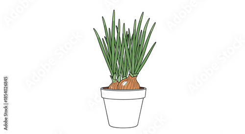 Healthy green onions growing from bulbs in a simple white ceramic flower pot isolated against a plain white background.