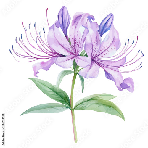 Watercolor design, with minimal yet artistic elements for creative designs. hand-drawn paint, A beautiful painting of spider_flower set, EPS format, isolated on a white background
