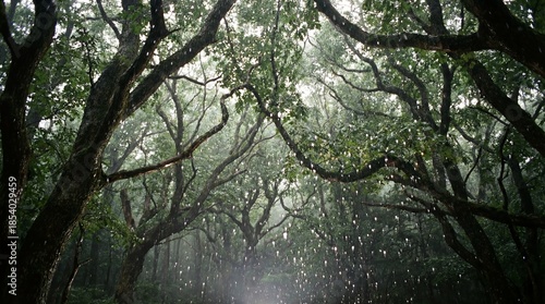 A canopy of ancient trees f...