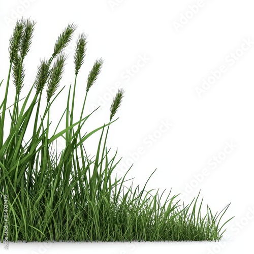 Lush Green Grass and Stalks Isolated on White