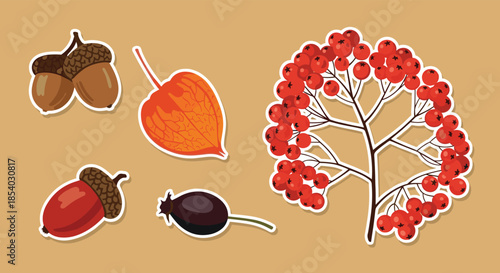 Sticker set of autumn forest treasures including orange physalis dark berries and a large bunch of red rowan berries on brown background.