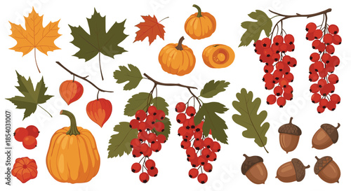 Autumn harvest elements collection with pumpkins red berries oak leaves maple foliage and acorns on white background.