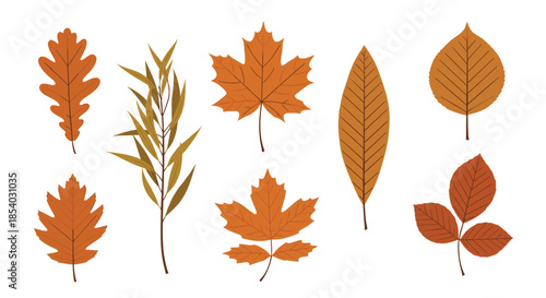 Variety of brown and golden autumn leaves from different tree species shown in two rows on a white background.