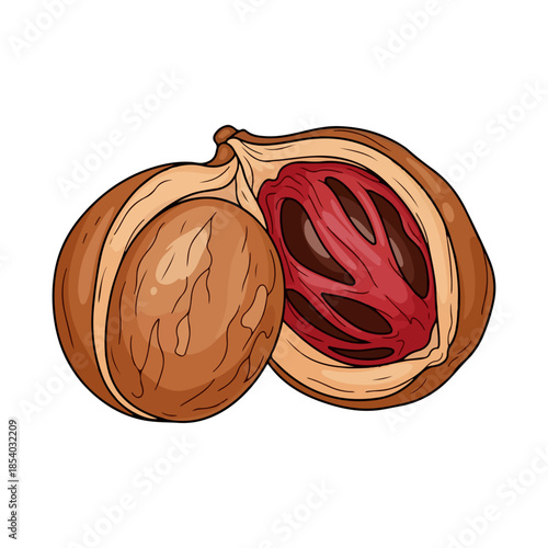 Vector illustration of nutmeg with mace isolated on white background
