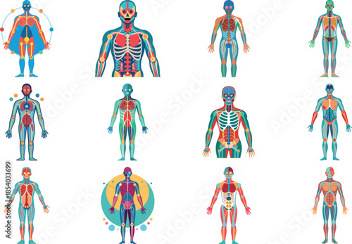 Human Anatomy Infographic Vector Set Showing Body Systems, Internal Organs, Skeleton, Muscular and Nervous System Medical, Healthcare, Biology and Science Illustration Collection for Educat