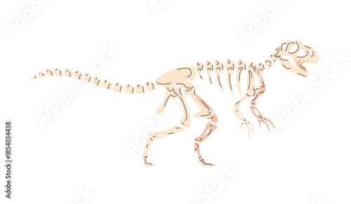 T Rex skeleton in paleontology museum. Ancient fossil of tyrannosaurus. Bones and skull of Trex dino. Remains of dinosaur, exhibit of exposition, display. Flat isolated vector illustration on white.