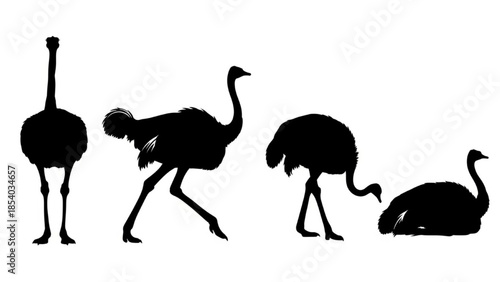 Black Ostrich Silhouette Vector Showing Standing Tall Running Feeding and Resting Poses