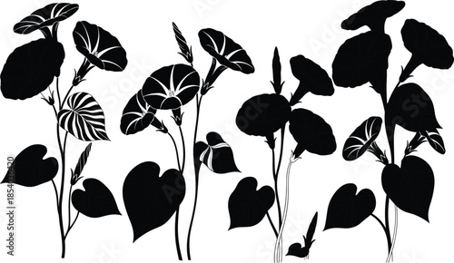 Morning glory flower silhouette collection with leafy vines, elegant botanical vector illustration isolated on white background for decorative design