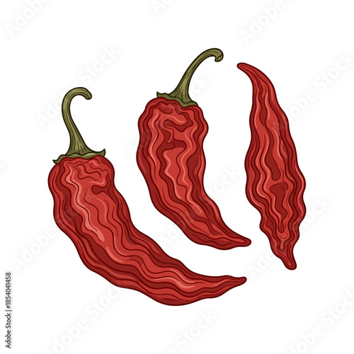 Vector illustration of dried red chili peppers isolated on white background
