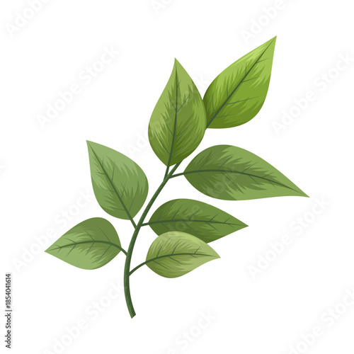 Botanical fresh green leaves branch illustration isolated on white background