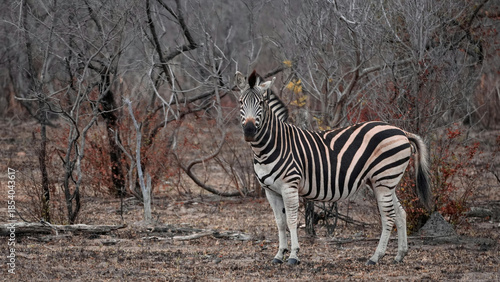 zebra in the wild