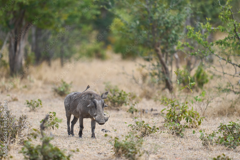 Fototapeta premium Warthog (Phacochoerus aethiopicus) in South Luangwa National Park, Zambia