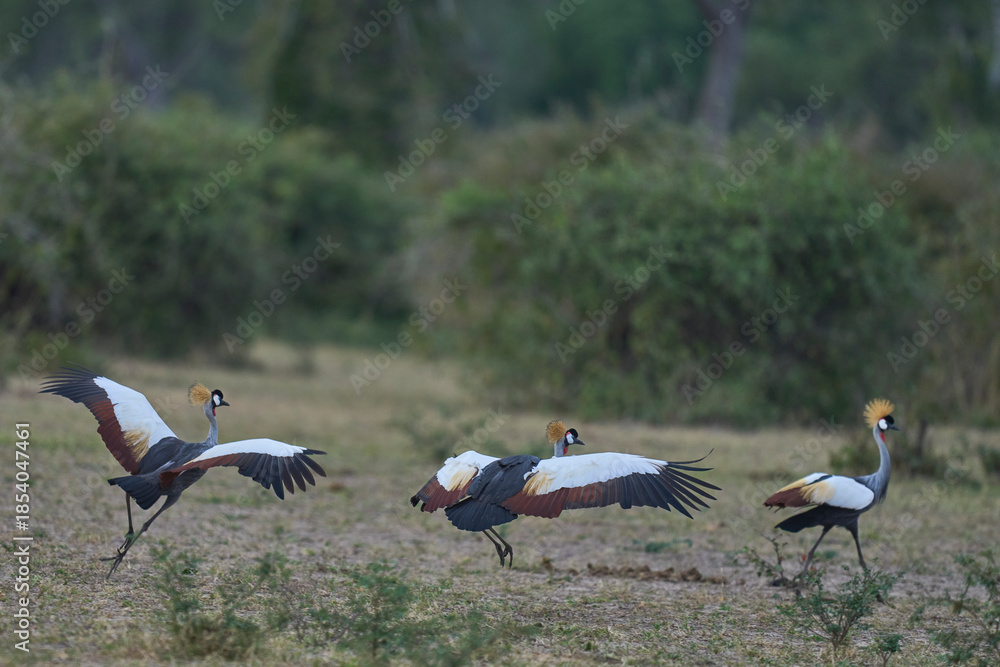 Fototapeta premium Grey Crowned Cranes (Balearica regulorum) in South Luangwa National Park, Zambia