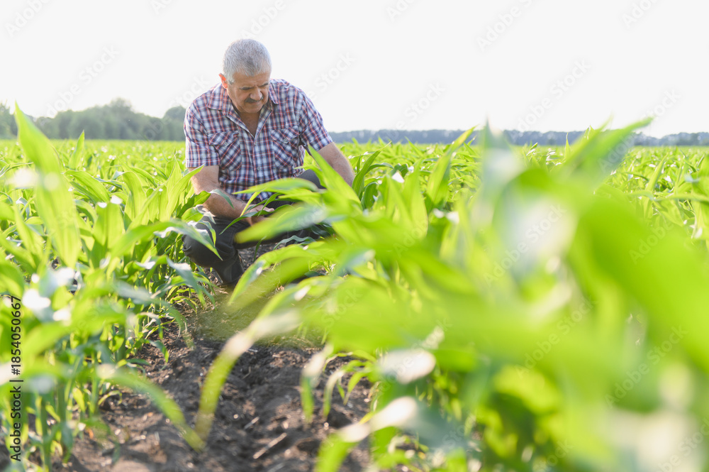 Naklejka premium Senior farmer inspecting corn crop in cultivated field