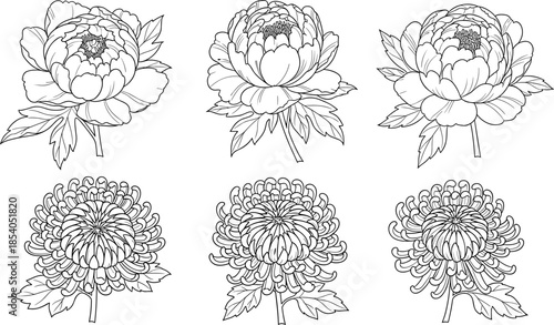 Floral line art flowers set, peony and chrysanthemum illustration, botanical outline drawing, coloring book style, vector design collection
