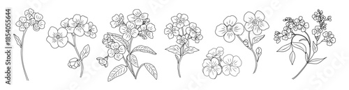 Set of Delicate Forget me not flowers, Myosotis in a clean minimalist botanical drawing style. Black line art vector illustrations isolated on transparent background 